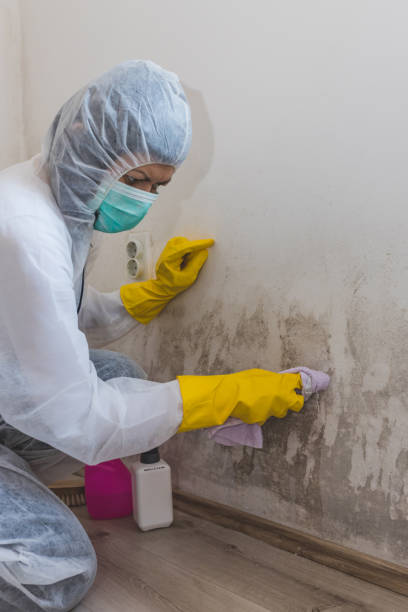 Best Post-Construction Mold Inspection  in Urbana, OH