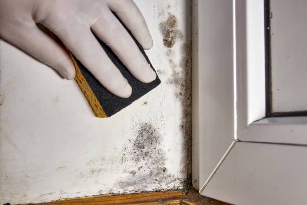Best Mold Remediation for Healthcare Facilities  in Urbana, OH
